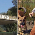 Bimbo azzannato da un cane grave al Santobono