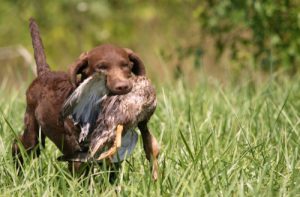 calendario venatorio
