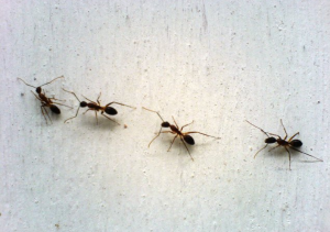 Napoli: allarme formiche in un ospedale cittadino