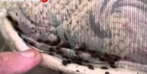 allarme cimici da letto a napoli