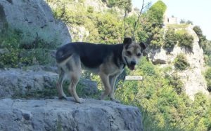 Le fughe d'amore di Biscotto, il cane focoso