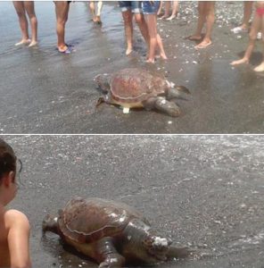 tartarughe marine napoli
