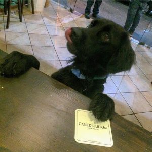 locali per animali al vomero