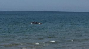 Balena spiaggiata a Ischitella, rimossa la carcassa