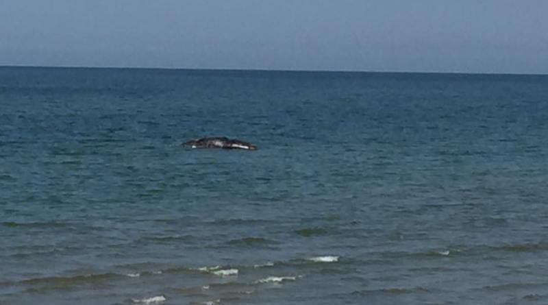 Balena spiaggiata a Ischitella, rimossa la carcassa