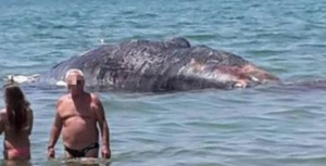 Balena spiaggiata a Ischitella, rischio di esplosione spontanea