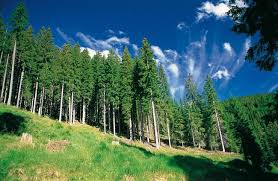 Settore forestale, approvati interventi di manutenzione straordinaria