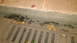 invasione blatte pozzuoli