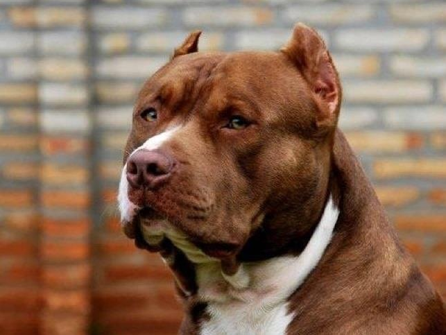 Pitbull azzanna e ferisce in maniera grave una donna