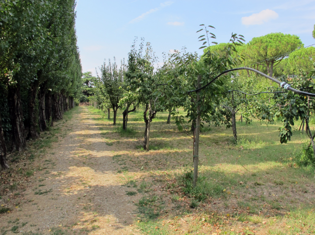 Ragazzino muore folgorato mentre raccoglie la frutta