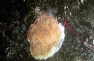 ostrica gigante nel golfo di napoli