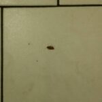 Blatte Vecchio Pellegrini