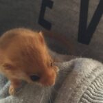 Salvataggio Moscardini