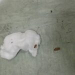 Blatte Vecchio Pellegrini