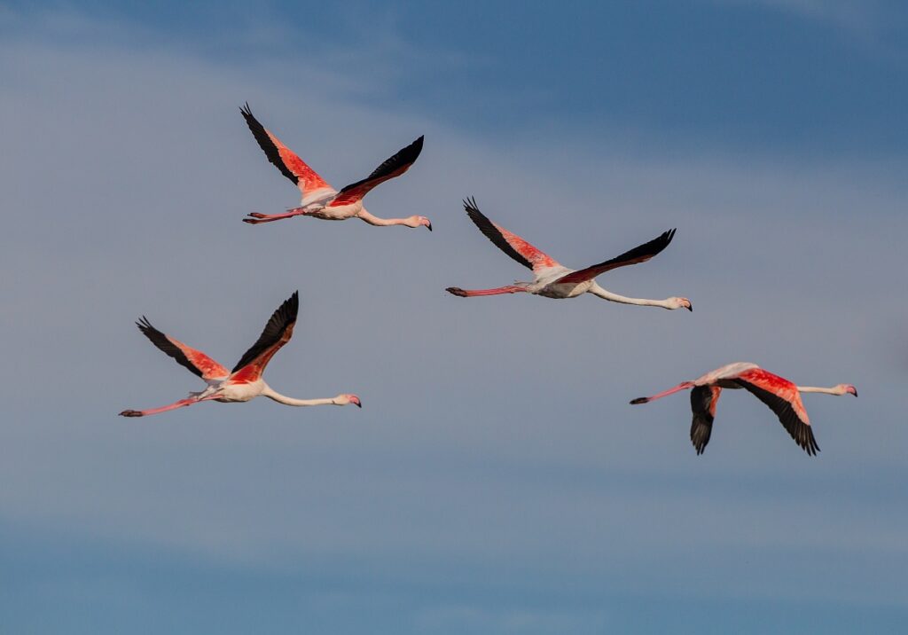 Fenicotteri in Campania, gli uccelli avvistati nella zona Volturno