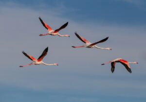 Fenicotteri in Campania, gli uccelli avvistati nella zona Volturno