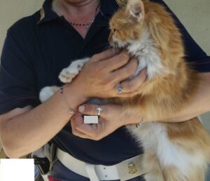Gattina randagia salvata ed adottata dalla Polizia Stradale a Fuorigrotta
