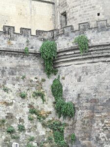 Napoli, ecco il Maschio Angioino "rigoglioso": spuntano "piantagioni" dallo storico castello