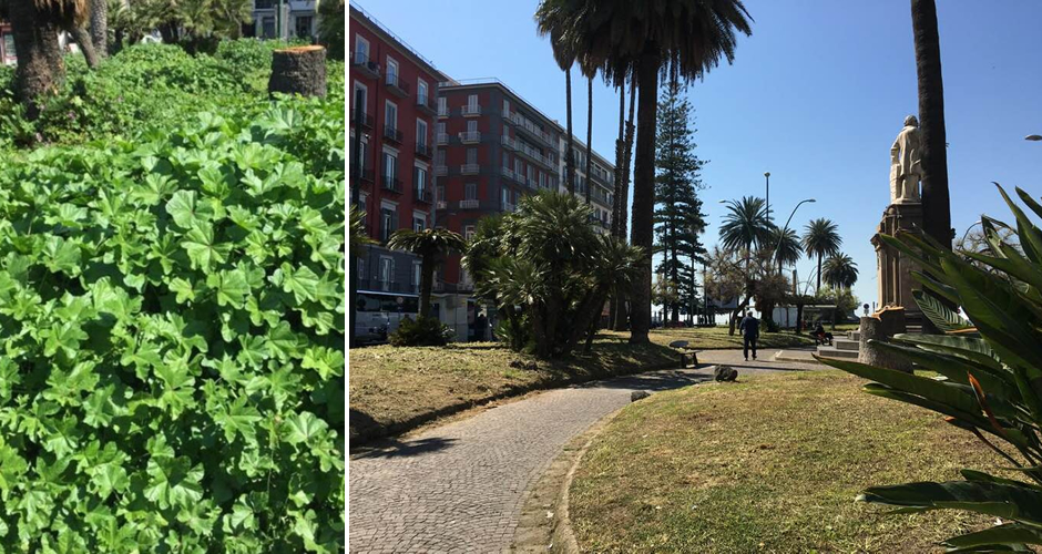 Dopo le nostre segnalazioni, finalmente potate le aiuole in piazza Vittoria