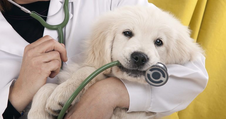 Cane si accascia al suolo, i passanti lo salvano portandolo in clinica