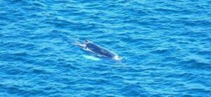 Procida, avvistato raro cetaceo: si tratta di una megattera