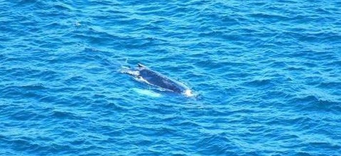 Procida, avvistato raro cetaceo: si tratta di una megattera