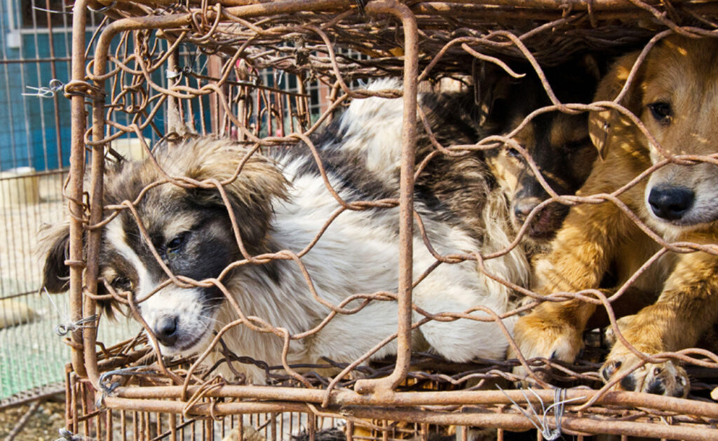 Salerno, trovati cuccioli di cane in stato disumano. Scattata la denuncia