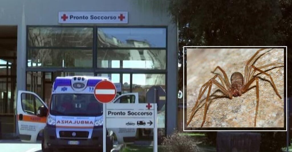 Donna di 51 anni uccisa dal morso di un ragno, prima il coma e poi la morte la tragedia