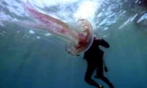 Giovane di 22 anni punto al volto da una grande medusa in codice rosso in ospedale