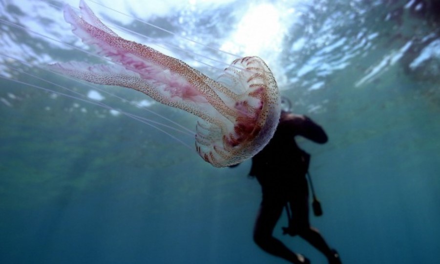 Giovane di 22 anni punto al volto da una grande medusa in codice rosso in ospedale