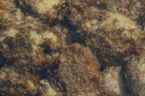 alga