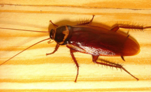 Allarme blatte: panico nelle zone della movida