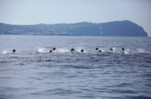 Golfo di Napoli, la meraviglia della danza dei delfini