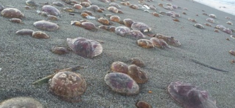 Meduse sulla spiaggia del Litorale Domizio: l'acqua è pulita