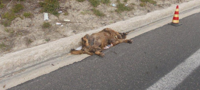 Palma Campania: trascinano cane con automobile e lo ammazzano