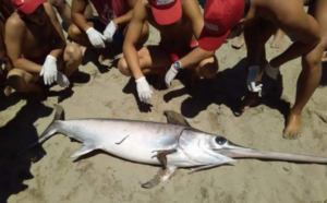 Eboli: pesce spada finisce sulla spiaggia, la sorpresa dei bagnanti