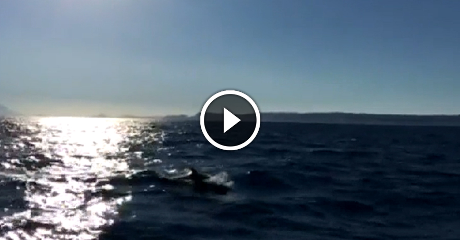 Napoli, avvistati dei delfini nel golfo. Acrobazie nel mare per i turisti