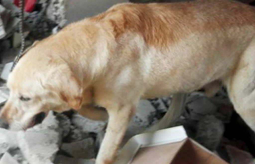 Terremoto in centro Italia: i labrador campani salvano due vite