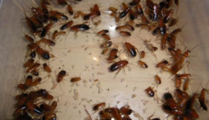 Invasione di blatte in Cilento: chiusi anche i ristoranti