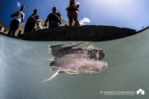 Stupore a Massa Lubrense, immortalato un Trigone: esemplare bello ma velenoso