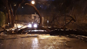 Maltempo a Napoli, cade albero a Posillipo: bloccata la strada per il parco Virgiliano