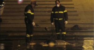 Orrore a Torre del Greco, trovato cadavere in mare