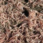 Ischia, invasione di gamberetti morti sulle spiagge: "Non mangiateli"