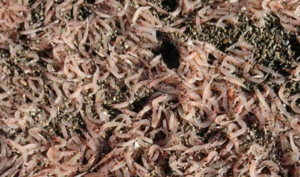 Ischia, invasione di gamberetti morti sulle spiagge: "Non mangiateli"