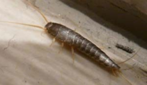 I "Pesciolini d'argento" ecco cosa sono e come eliminare gli insetti di casa