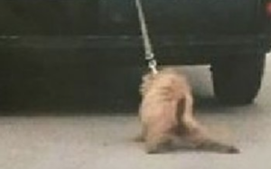 Orrore a Sant'Antimo, trascina il cane legato all'auto