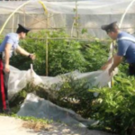 Fiori e camorra, blitz contro il clan Cesarano: sette arresti