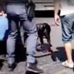 Pitbull ammazzato da un poliziotto, la testimonianza: "Ho visto tutto, nessuna aggressione da parte del cane"