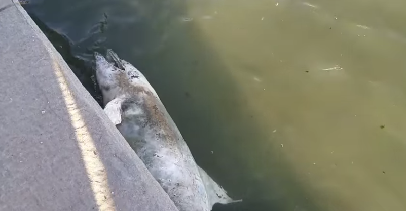 Torregaveta, delfino morto arenato sulla spiaggia