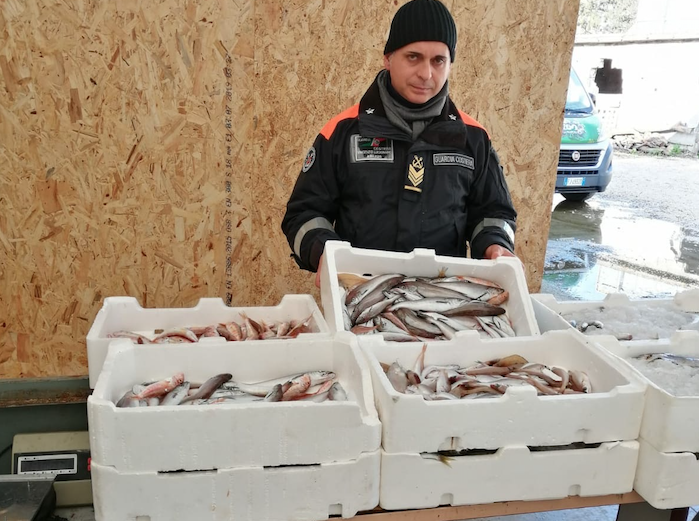 Pesce scaduto e andato a male per il Natale, super blitz della Guardia Costiera